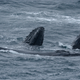 Humpback whales swimming in the waters above the seamounts.